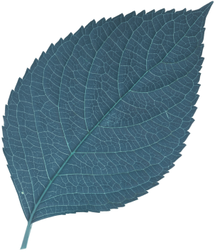 leaf